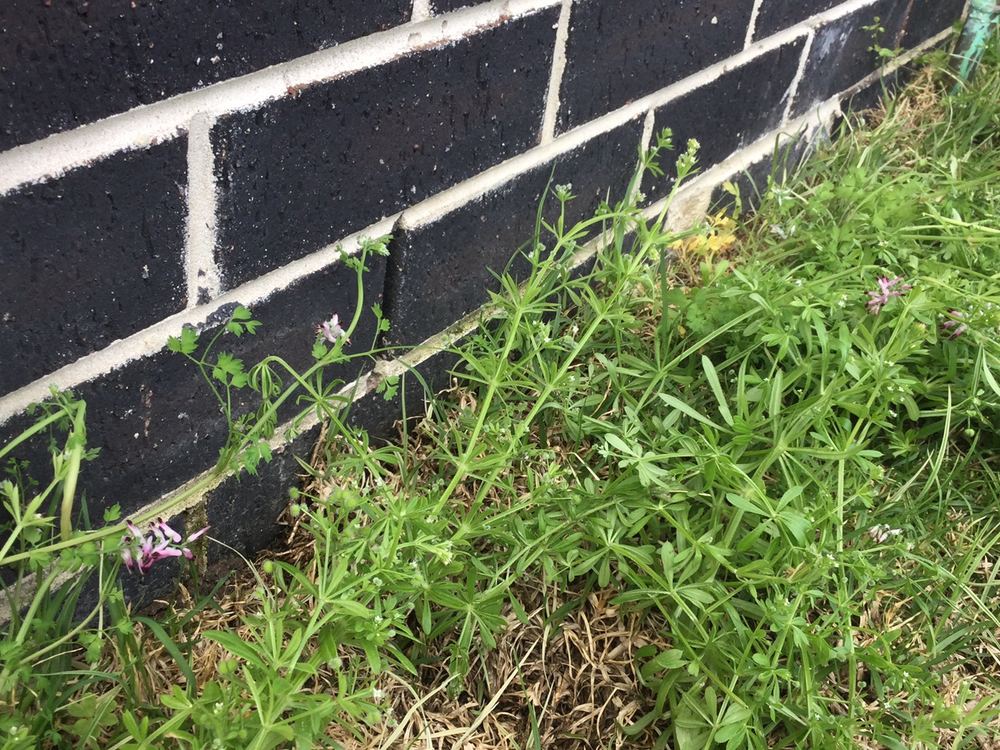 Less than the 75mm clearance needed between the cladding and the concrete, found during a building and pest inspection in Donnybrook