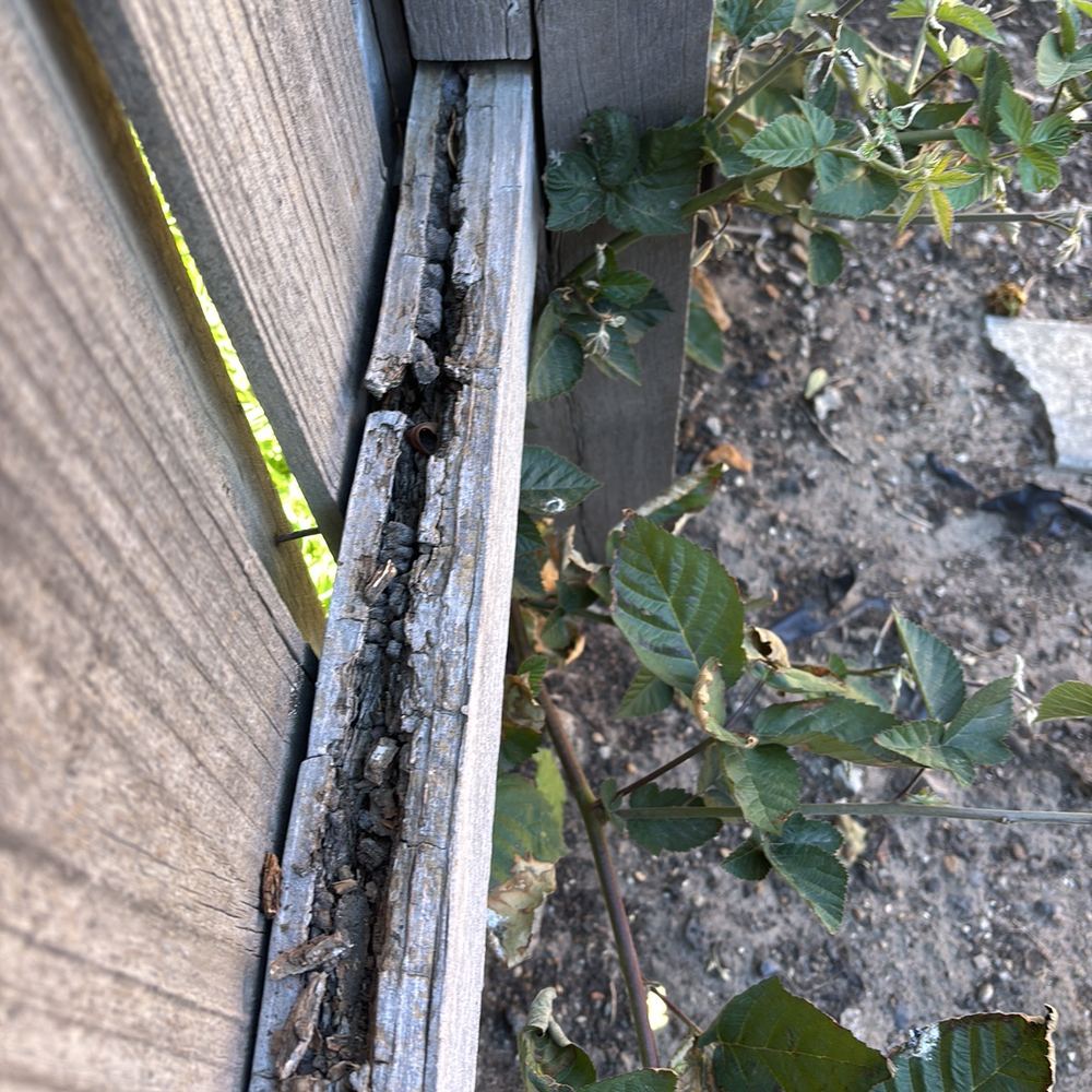 Termite workings and damage found in the boundary fence, found during a building and pest inspection in Epping